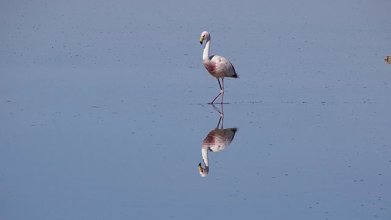 Flamenco y su reflejo en Laguna Chaxa, Atacama
