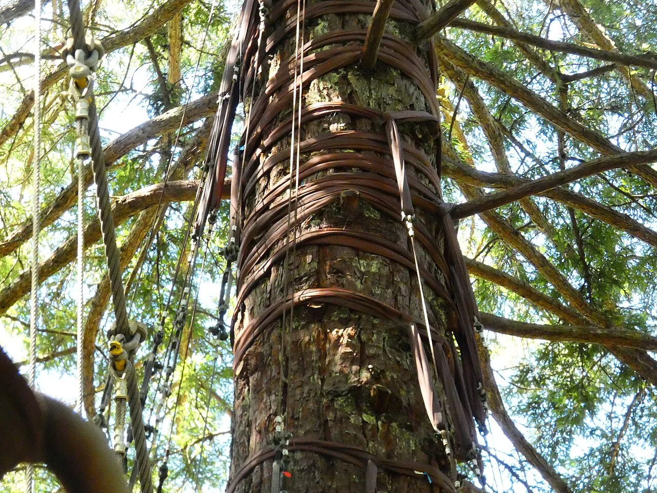 Estructura del Treewalk entre los Redwoods de Rotorua; actividad con entrada propia