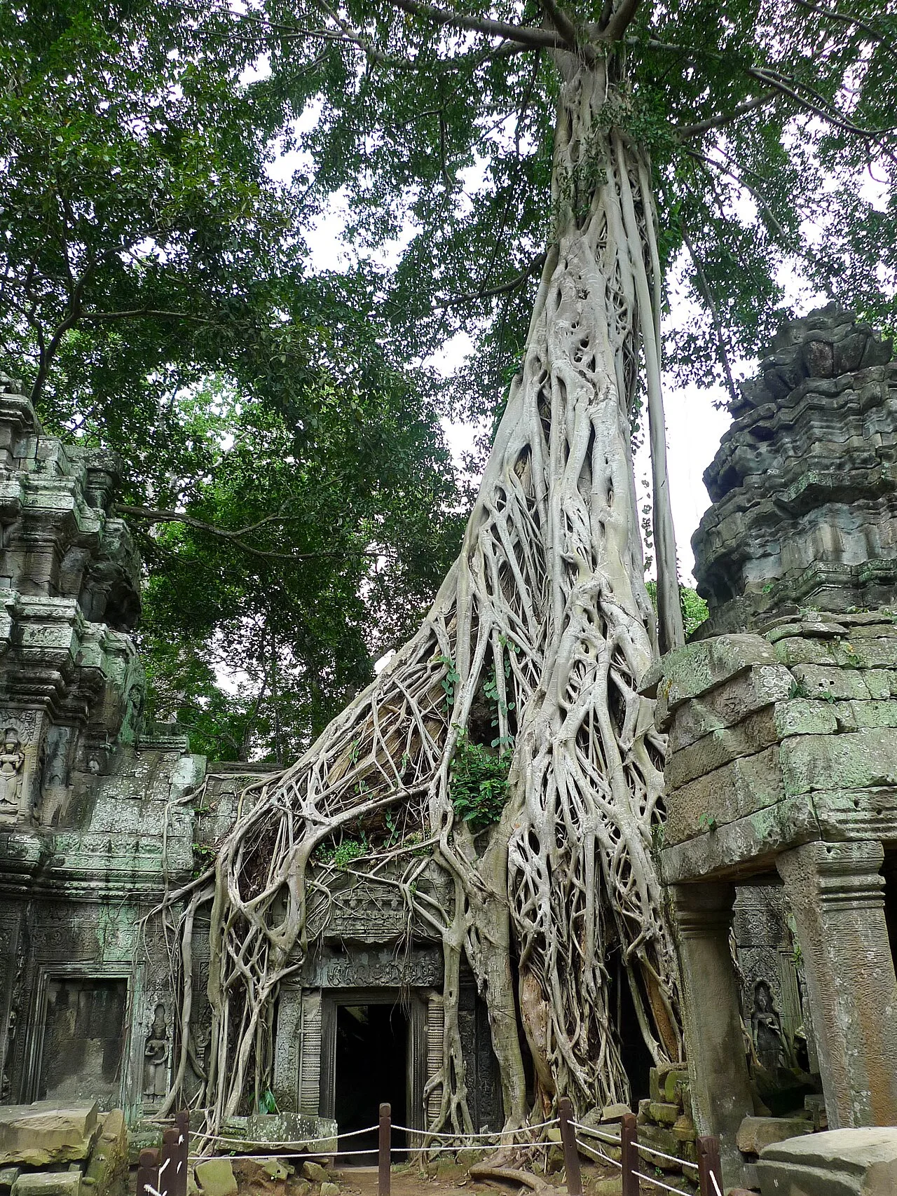 Tree roots over stone structures at Ta Prohm, Angkor
