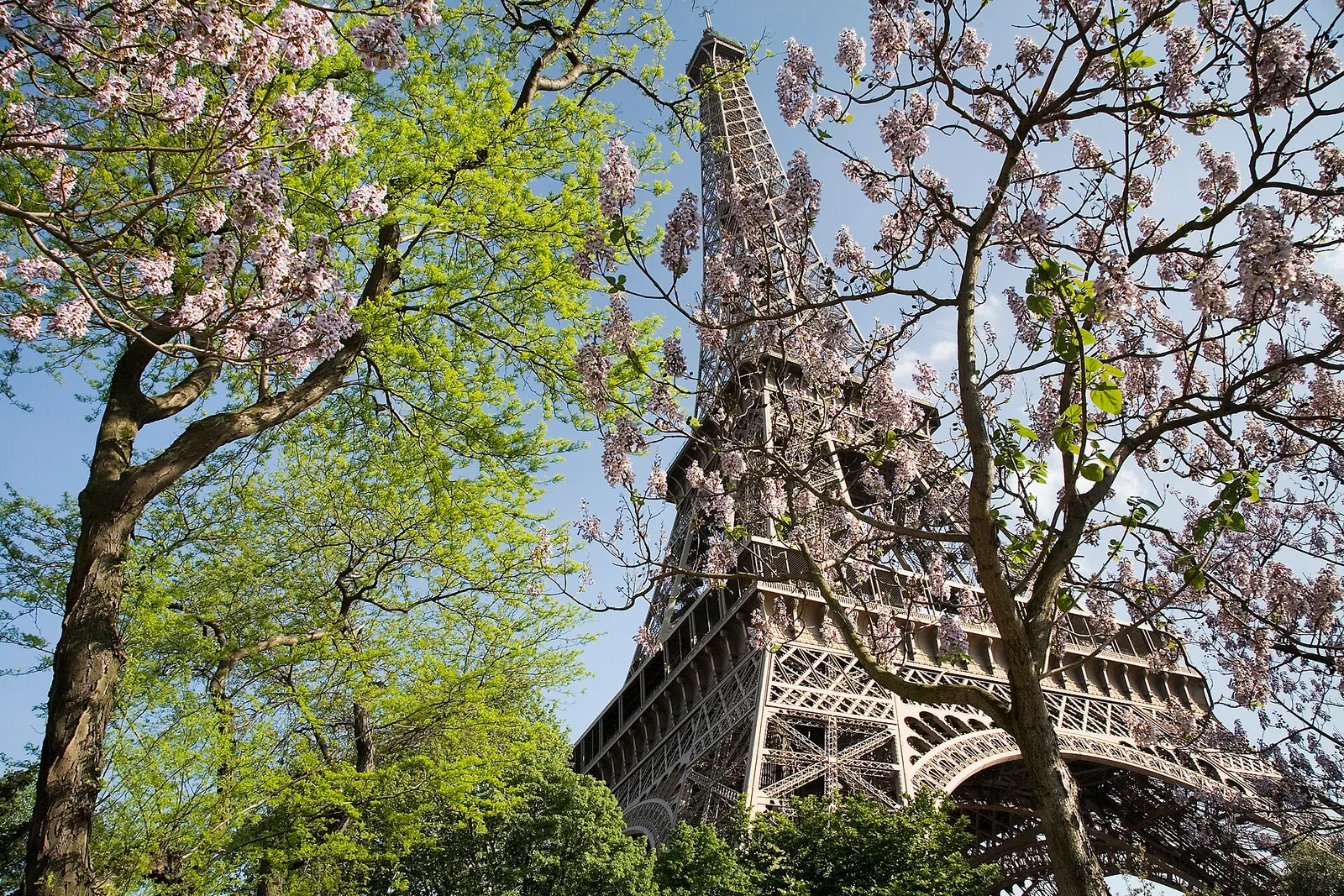 Eiffel Tower among trees in spring, archive photograph